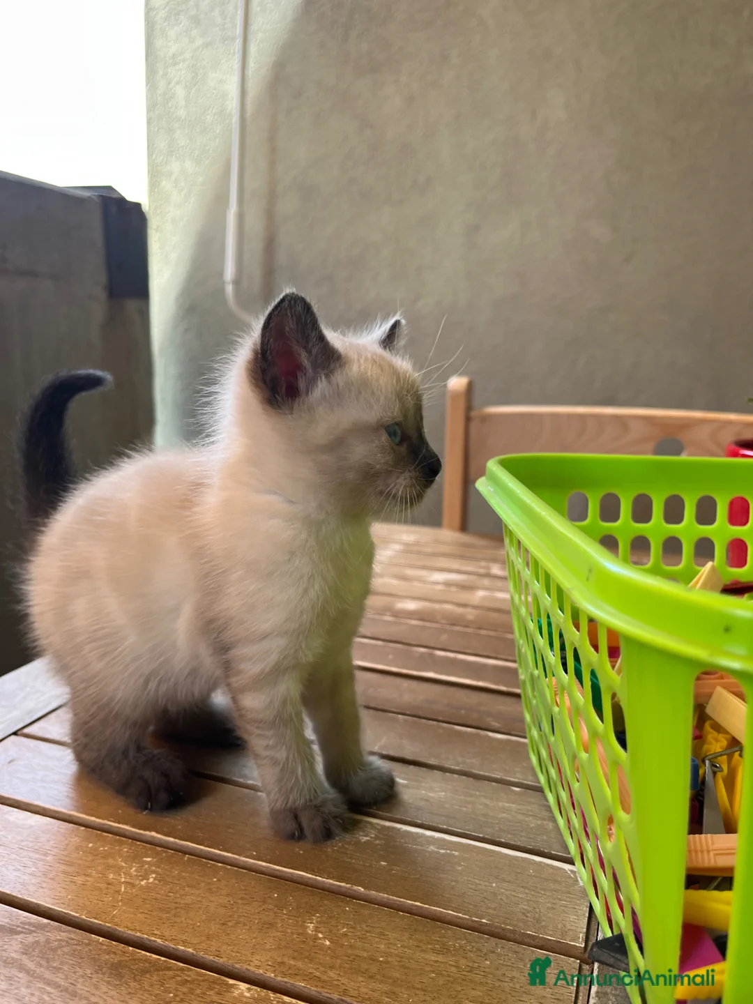 Siamese gatti in vendita: Gattini siamesi seal point - Annuncio 15