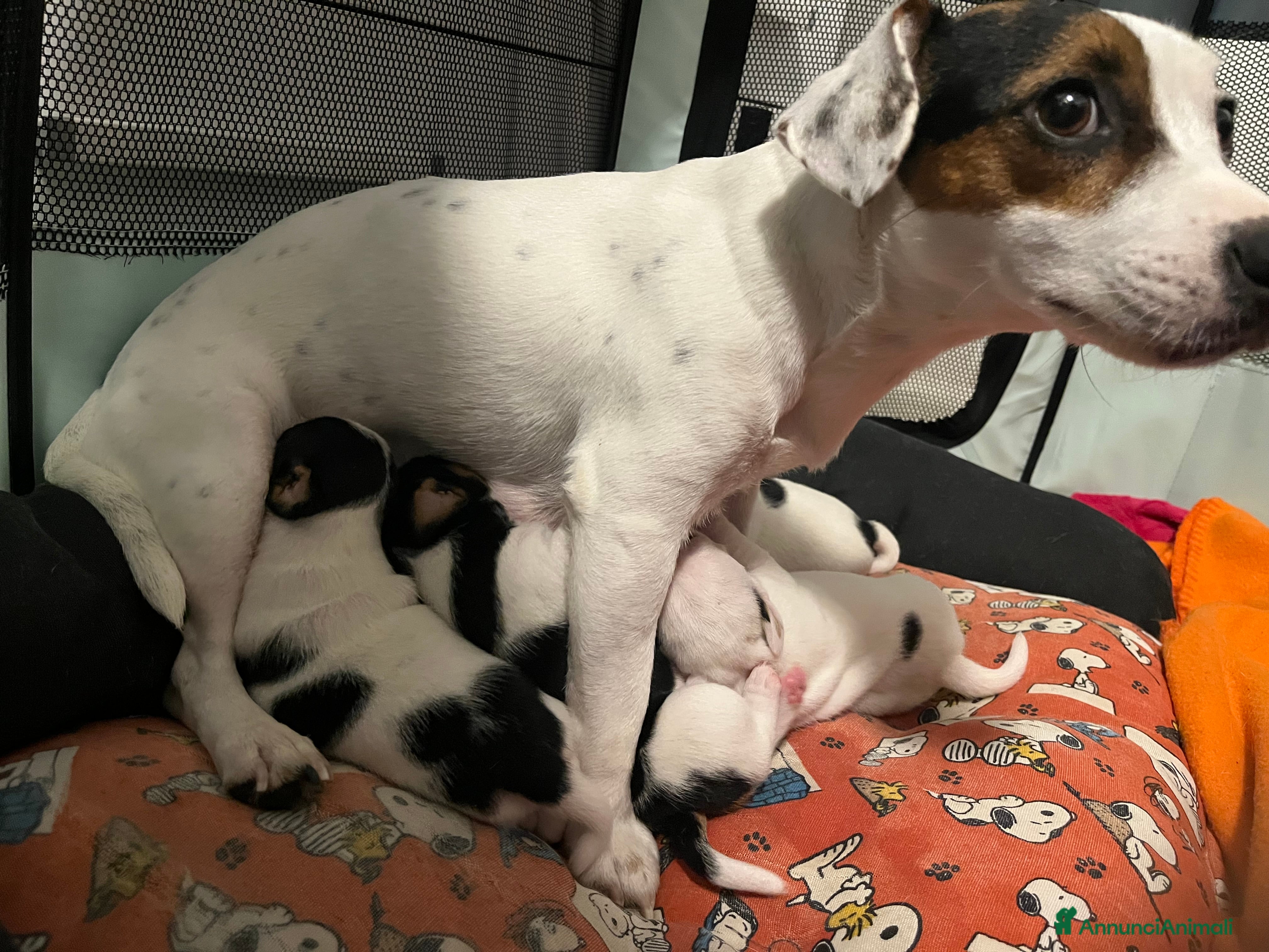 Jack Russell cani Cucciole femmine - Annuncio 2