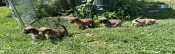 Meticcio cani in regalo: Regalo cuccioli a Provincia di Cuneo - Annuncio 3