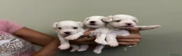 Maltese cani in vendita: Cuccioli di razza Maltese - Annuncio 8