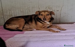 Meticcio cani in regalo: SOS BIANCANEVE - Immagine 3