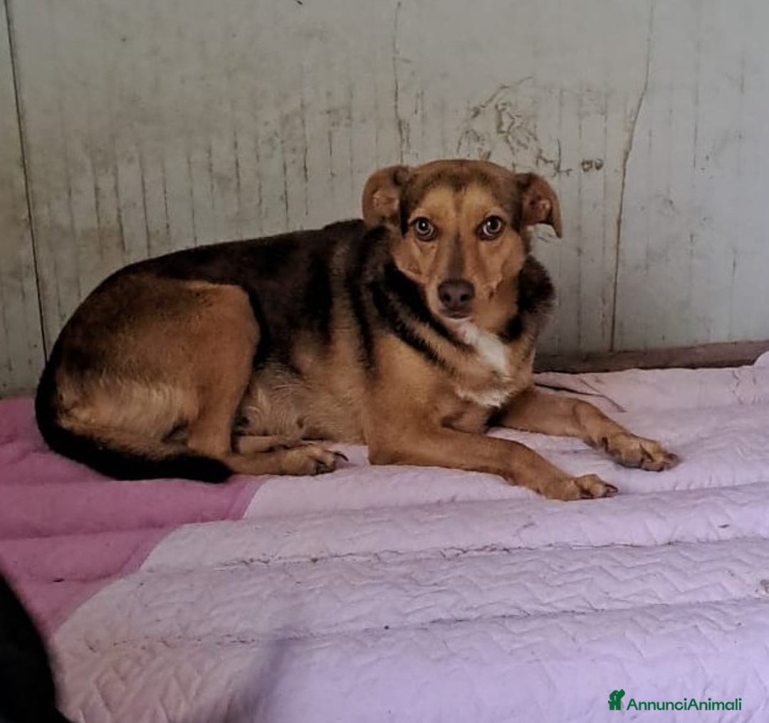 Meticcio cani in regalo: SOS BIANCANEVE - Immagine 3