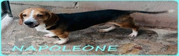 Beagle cani in regalo: NAPOLEONE MIX BEAGLE 4 ANNI SI DISPERA NEL SUO BOX - Annuncio 1