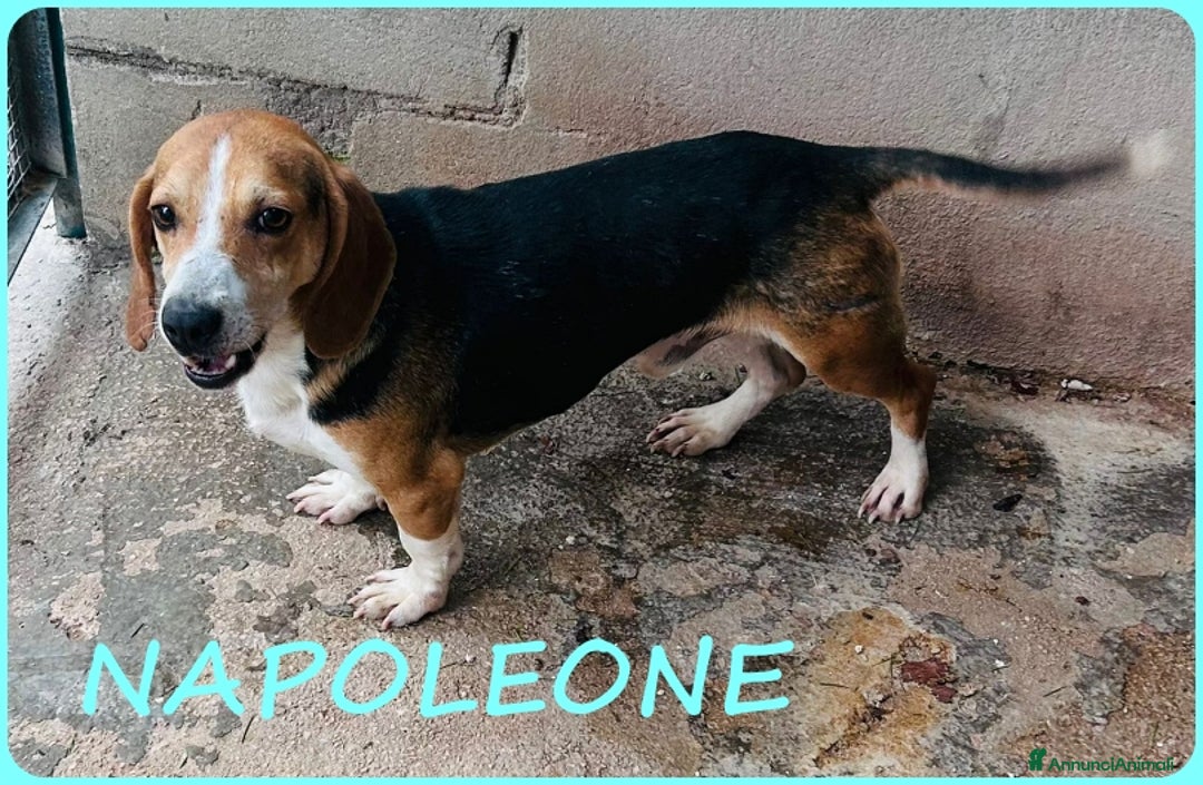 Beagle cani in regalo: NAPOLEONE MIX BEAGLE 4 ANNI SI DISPERA NEL SUO BOX - Annuncio 1