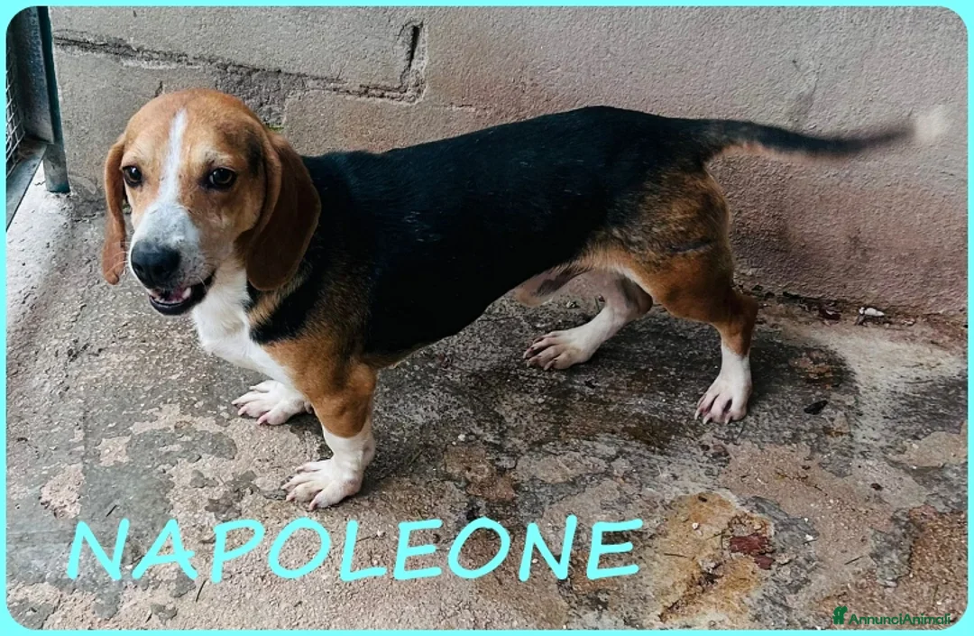 Beagle cani in regalo: NAPOLEONE MIX BEAGLE 4 ANNI SI DISPERA NEL SUO BOX - Annuncio 1