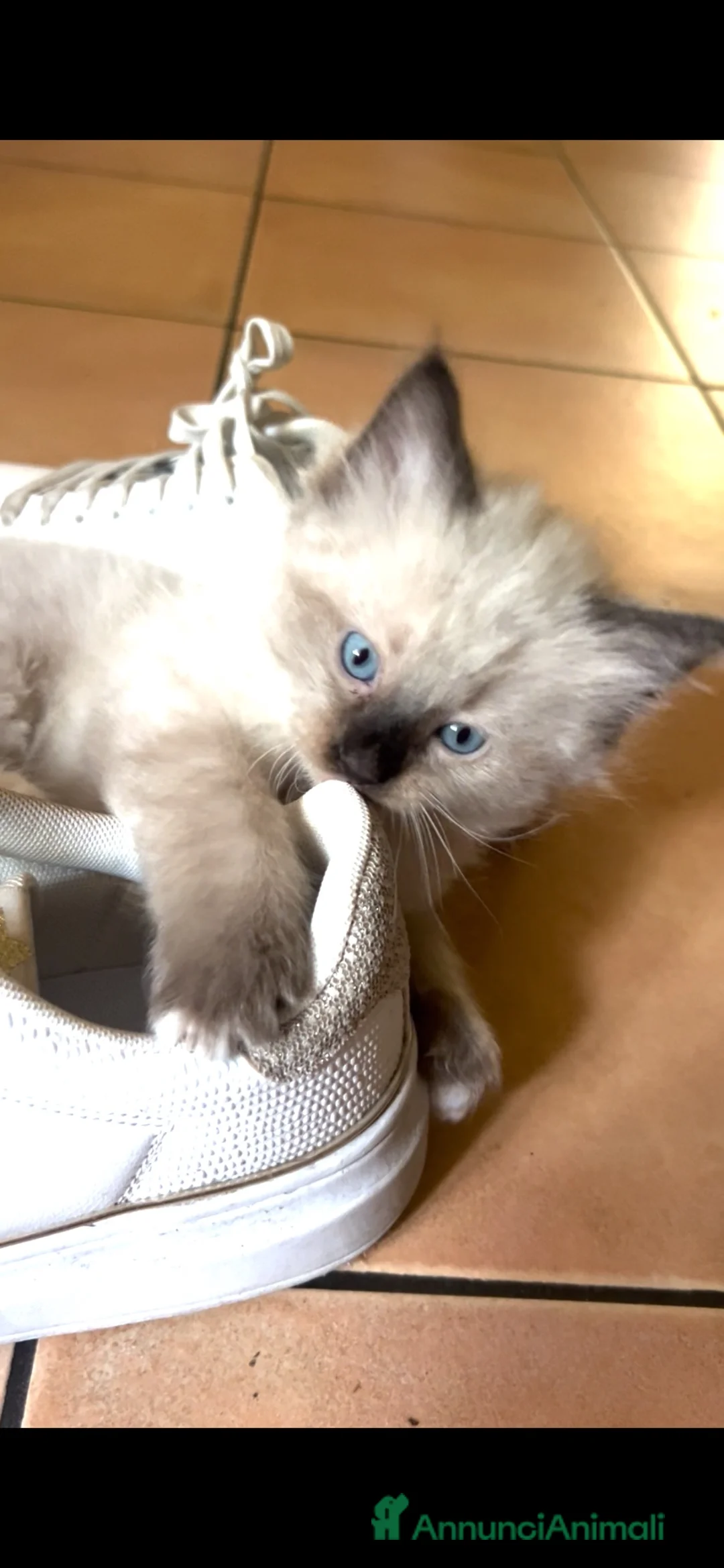Ragdoll gatti in vendita: Cuccioli ragdoll a Provincia di Modena - Annuncio 2