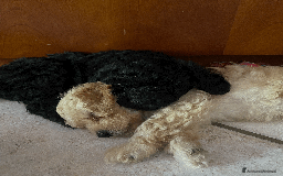 Barboncino cani in vendita: BARBONCINO CHAMPAGNE IN VENDITA a Provincia di Salerno - Immagine 2