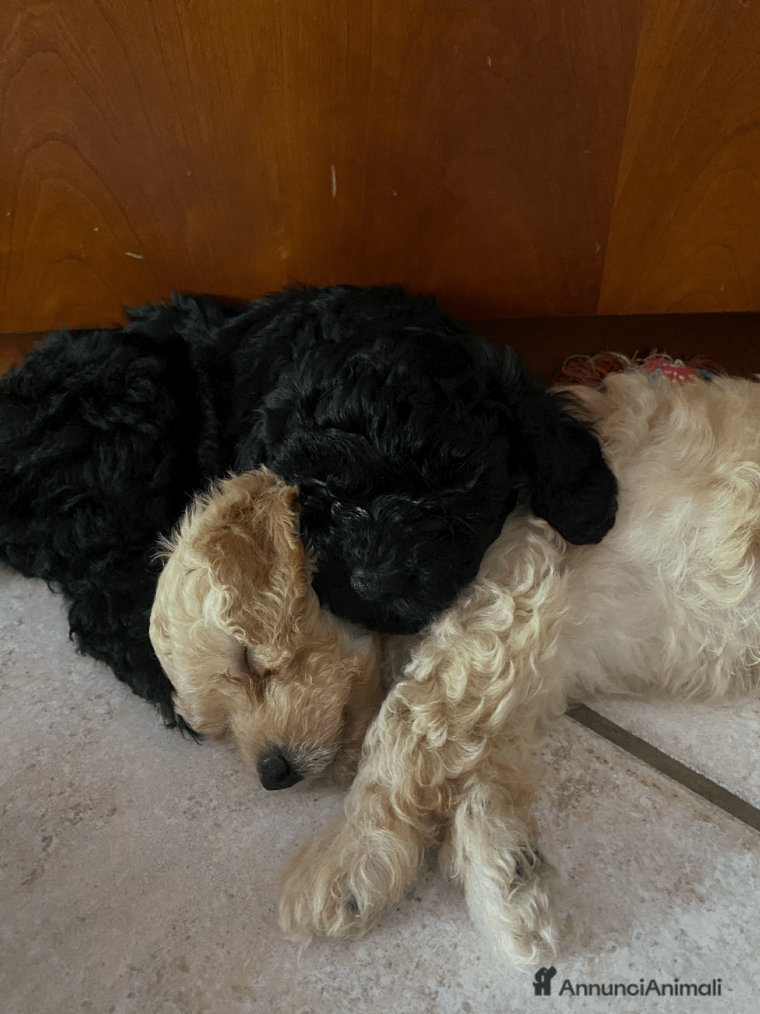 Barboncino cani in vendita: BARBONCINO CHAMPAGNE IN VENDITA a Provincia di Salerno - Immagine 2