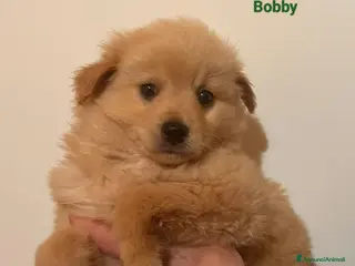 Meticcio cani Cuccioli simil volpino cercano casa a Città metropolitana di Milano - Annuncio 4