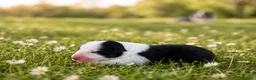 Australian Shepherd cani in vendita: Cucciolata australian shepherd  a Città Metropolitana di Firenze - Annuncio 11