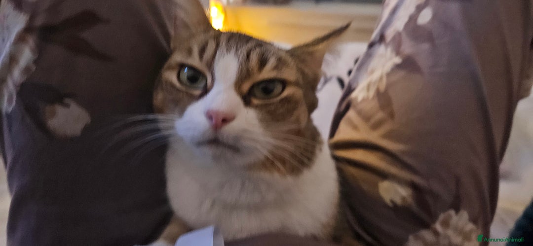 Altre razze gatti in regalo: TANTI MICINI SOLI! - Annuncio 13