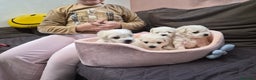 Maltese cani in vendita: Cuccioli maltesi taglia piccola pelo riccio  - Annuncio 3