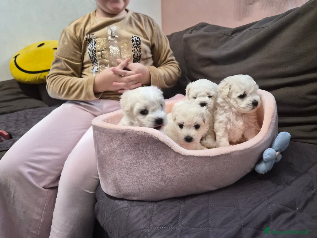 Maltese cani in vendita: Cuccioli maltesi taglia piccola pelo riccio  - Annuncio 3