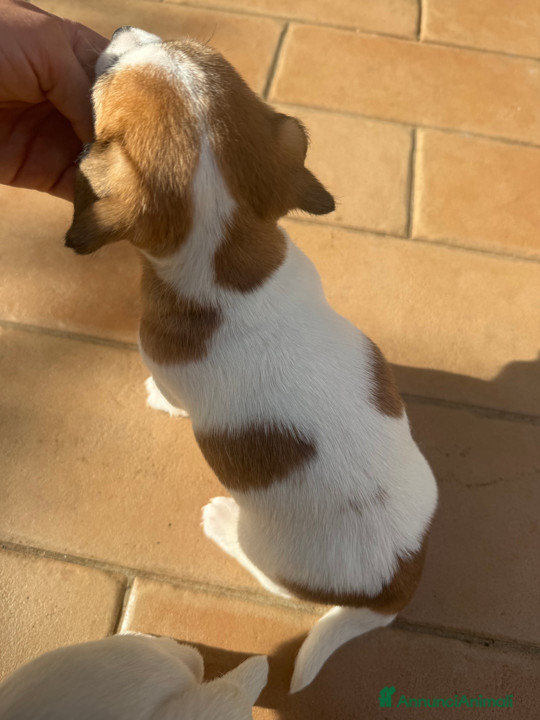 Jack Russell cani in vendita: Cuccioli jack russell pedigree - Annuncio 4