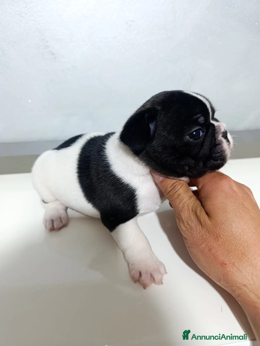 Bulldog Francese cani in vendita: Cuccioli di bulldog francese  a Città metropolitana di Palermo - Annuncio 2