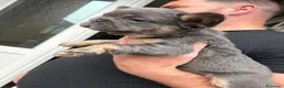 Bulldog Francese cani in vendita: Splendidi cuccioli di Bulldog francese a Città metropolitana di Milano - Annuncio 13