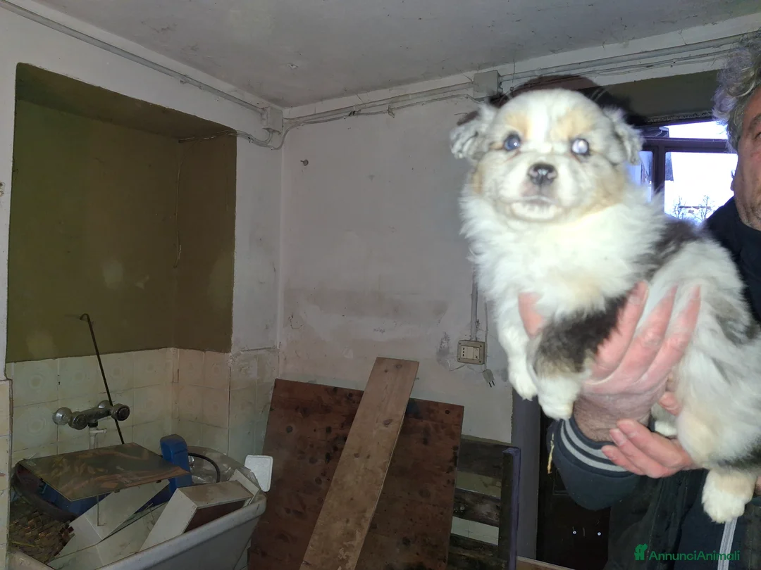 Australian Shepherd cani in vendita: Cedesi cuccioli di australian shepard  - Annuncio 6