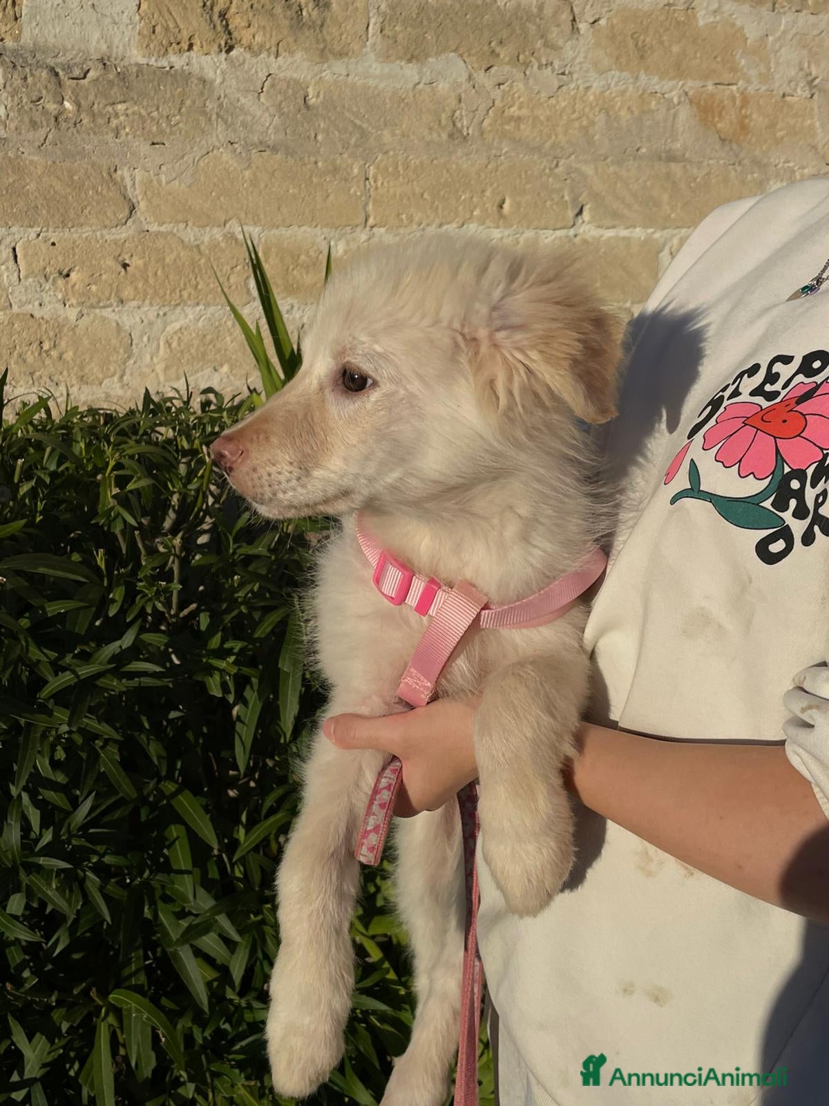 Meticcio cani Ninfa, la cucciola rimasta sola - Annuncio 2