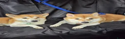 Shiba Inu cani in vendita: Vendo coppia Shiba Inu madre e figlia - Annuncio 5