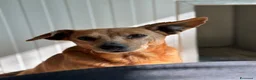 Meticcio cani in regalo: Roxana e Basilio: adozione di coppia nonnini - Annuncio 11