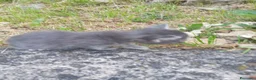 Meticcio gatti in regalo: Gattina - Annuncio 3
