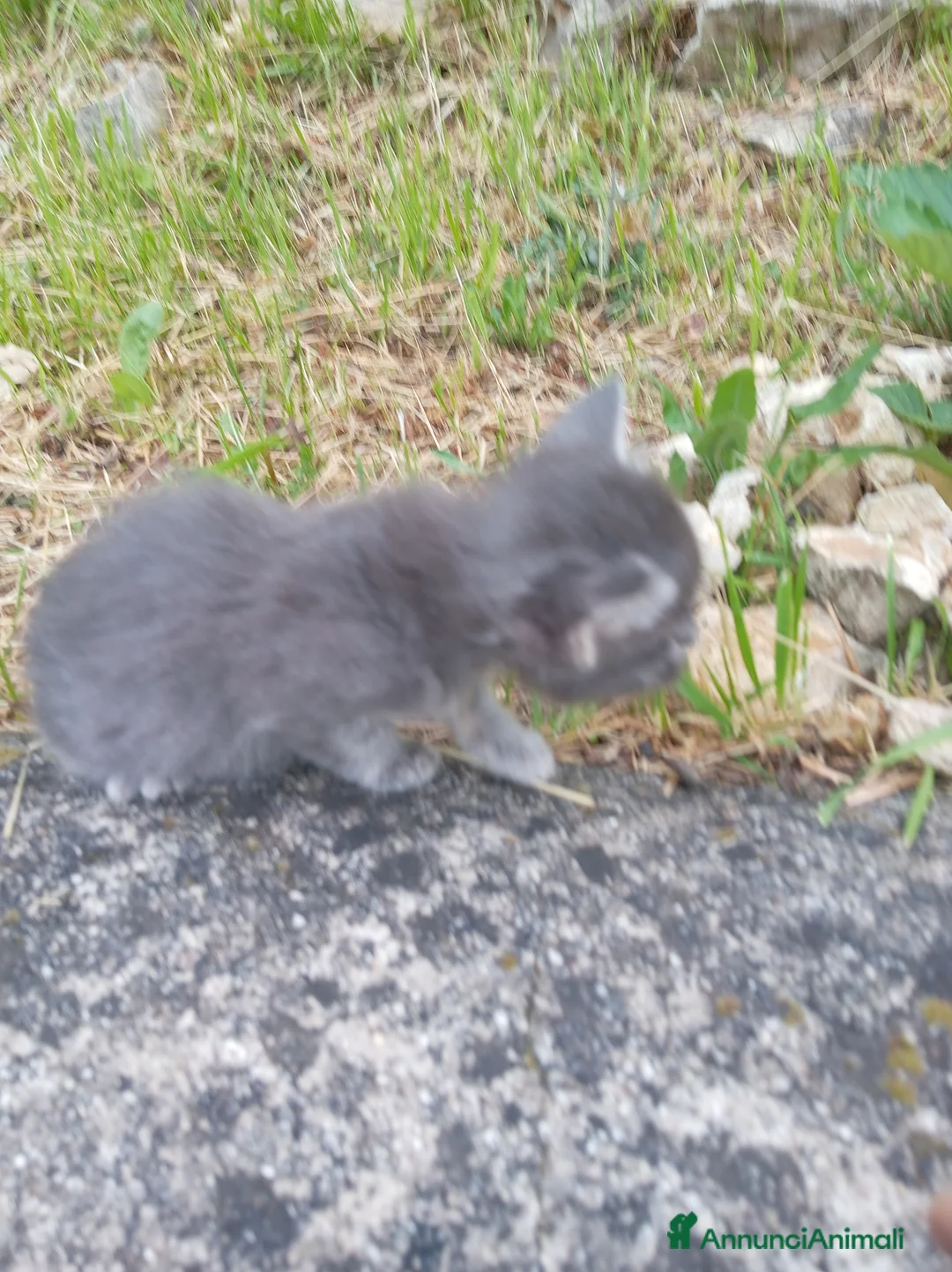 Meticcio gatti in regalo: Gattina - Annuncio 3