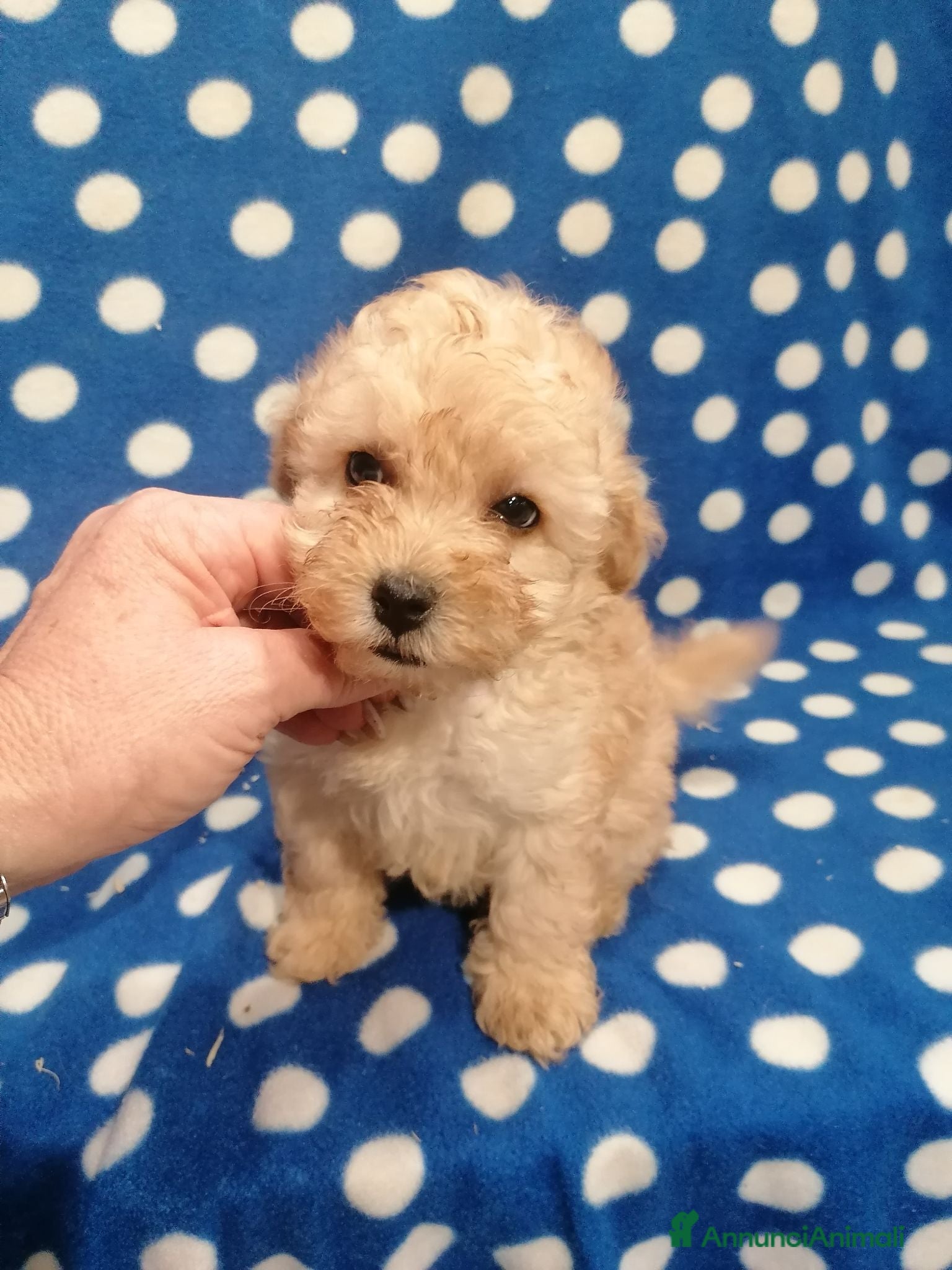 Barboncino cani Barboncini nani cuccioli - Annuncio 3
