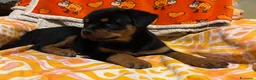 Rottweiler cani in vendita: Rotteiler cuccioli - Annuncio 1