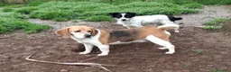 Beagle cani in regalo: ADOZIONE DEL CUORE PER IL DOLCE BEAGLE PUMBA - Annuncio 4