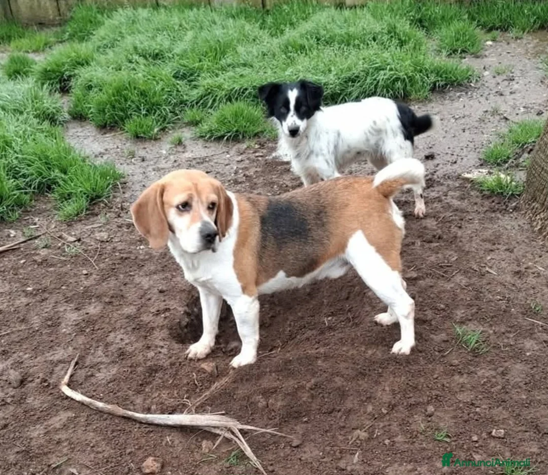 Beagle cani in regalo: ADOZIONE DEL CUORE PER IL DOLCE BEAGLE PUMBA - Annuncio 4