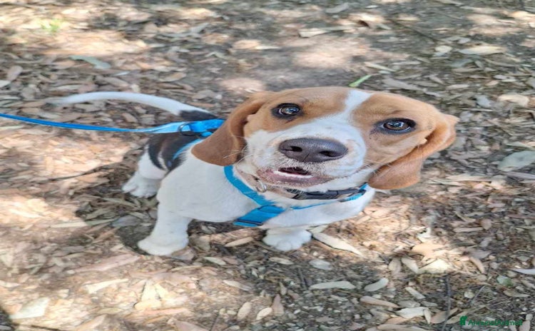 Beagle cani a Città Metropolitana di Firenze - Annuncio 1
