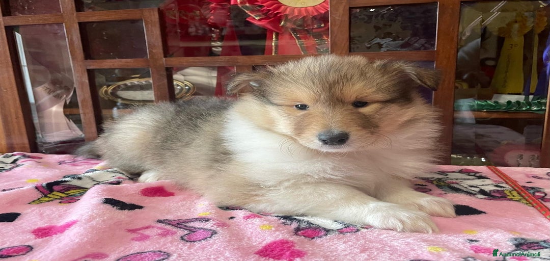 Immagine della galleria {{count}}