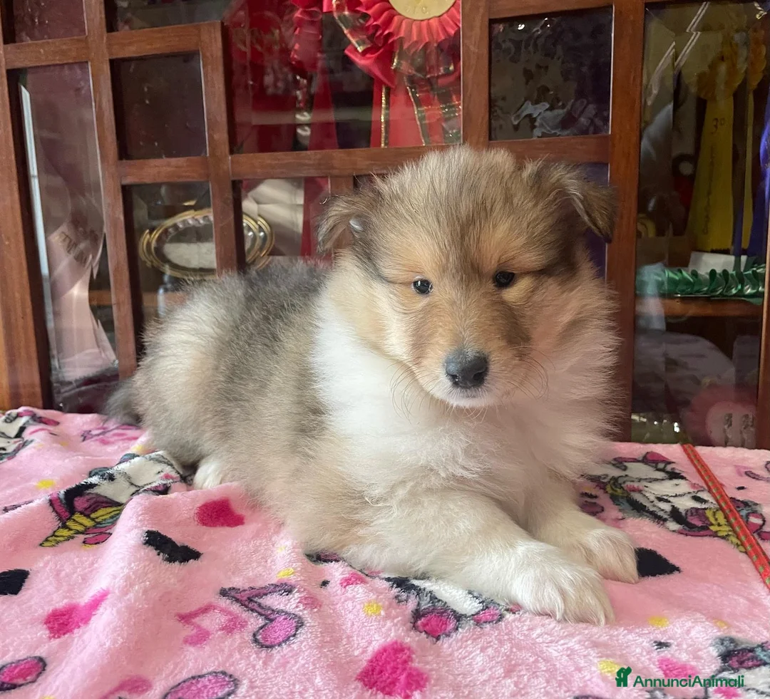 Immagine della galleria {{count}}