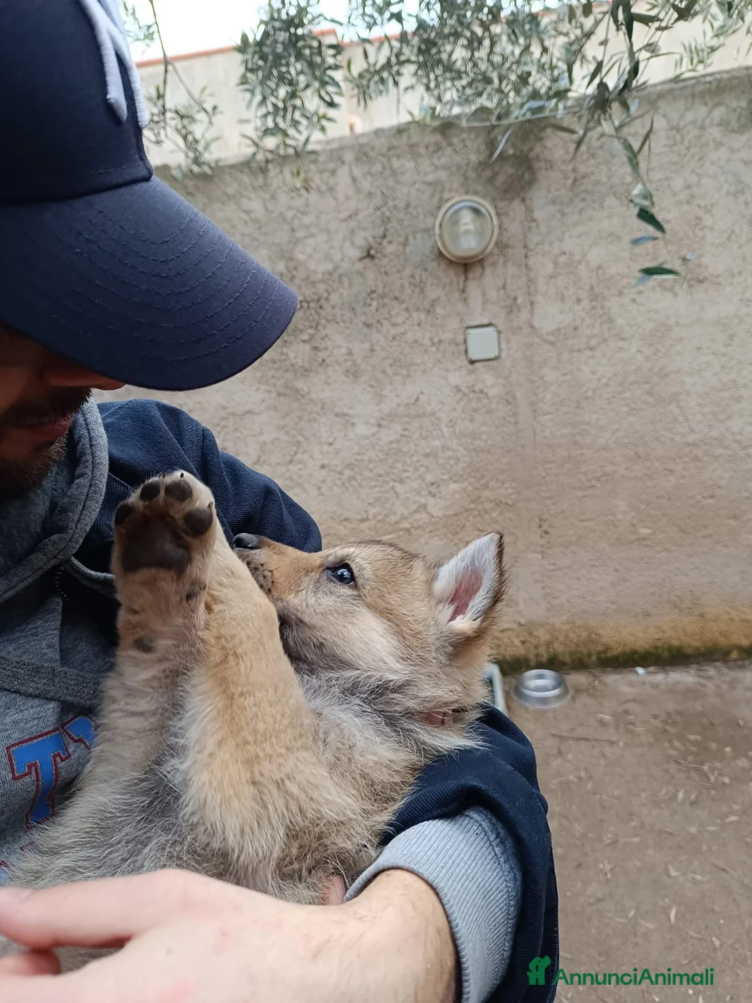 Lupo Cecoslovacco cani in vendita: Cuccioli di Cane Lupo Cecoslovacco  - Annuncio 2