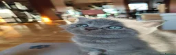 Scottish gatti in vendita: Gatti Scotich Fold e straight  - Annuncio 7