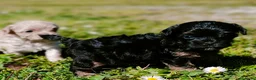 Maltipoo cani in vendita: Cuccioli maltipoo a Provincia di Bergamo - Annuncio 4