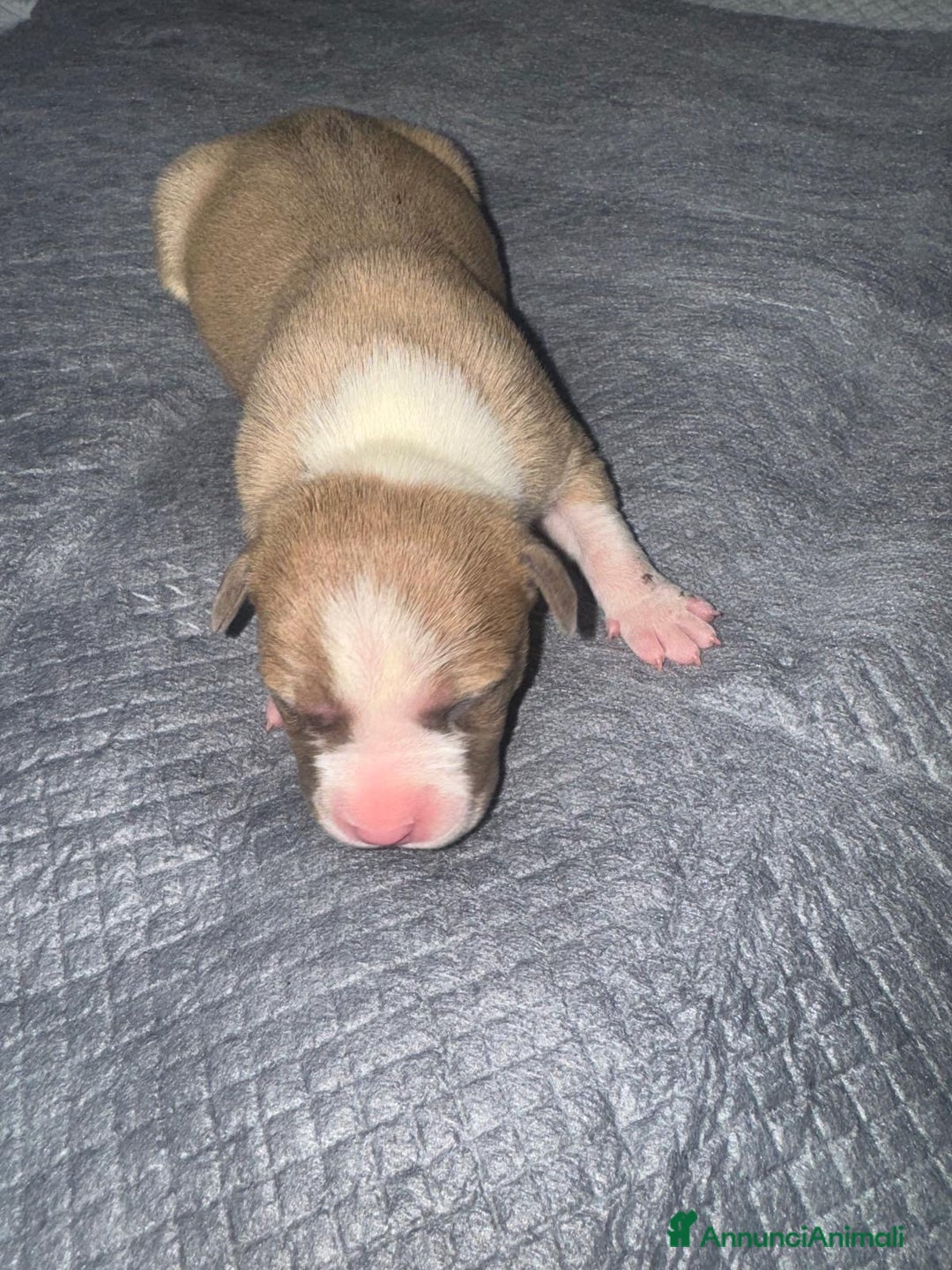 Pitbull cani in vendita: American pitbull terrier red mouse  - Annuncio 3