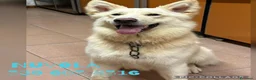 Meticcio cani in regalo: NUVOLA 💙 una nuova famiglia per ricominciare a Provincia di Parma - Annuncio 4