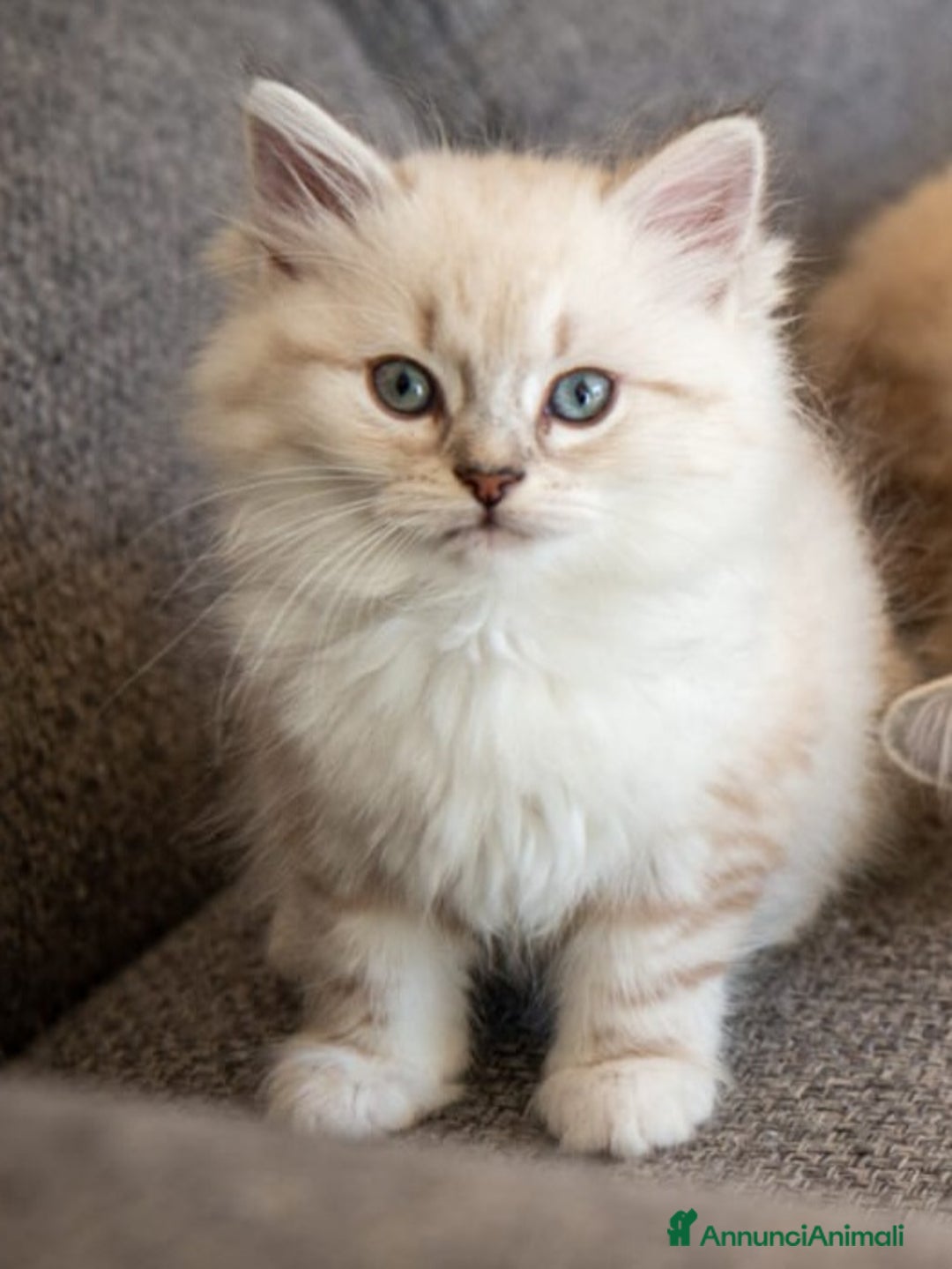 Siberiano gatti in vendita: Gatto siberiano - Annuncio 1