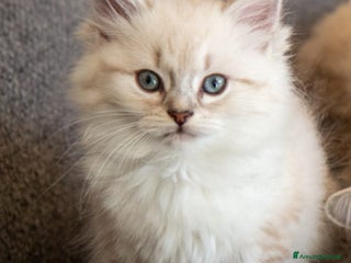 Siberiano gatti Gatto siberiano - Annuncio 1