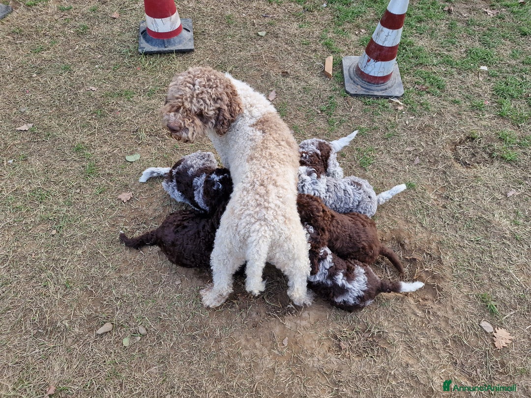 Lagotto cani in vendita: Cuccioli di Lagotto - Annuncio 7