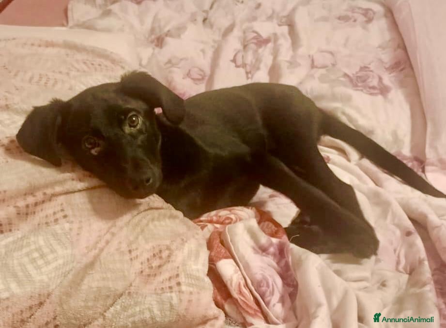 Meticcio cani NIKE 🩷 - cucciola trovata in condizioni disperate - Annuncio 17