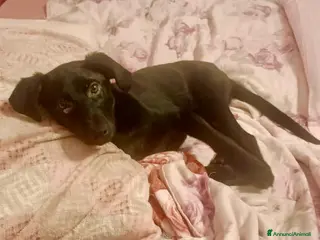 Meticcio cani NIKE 🩷 - cucciola trovata in condizioni disperate - Annuncio 17