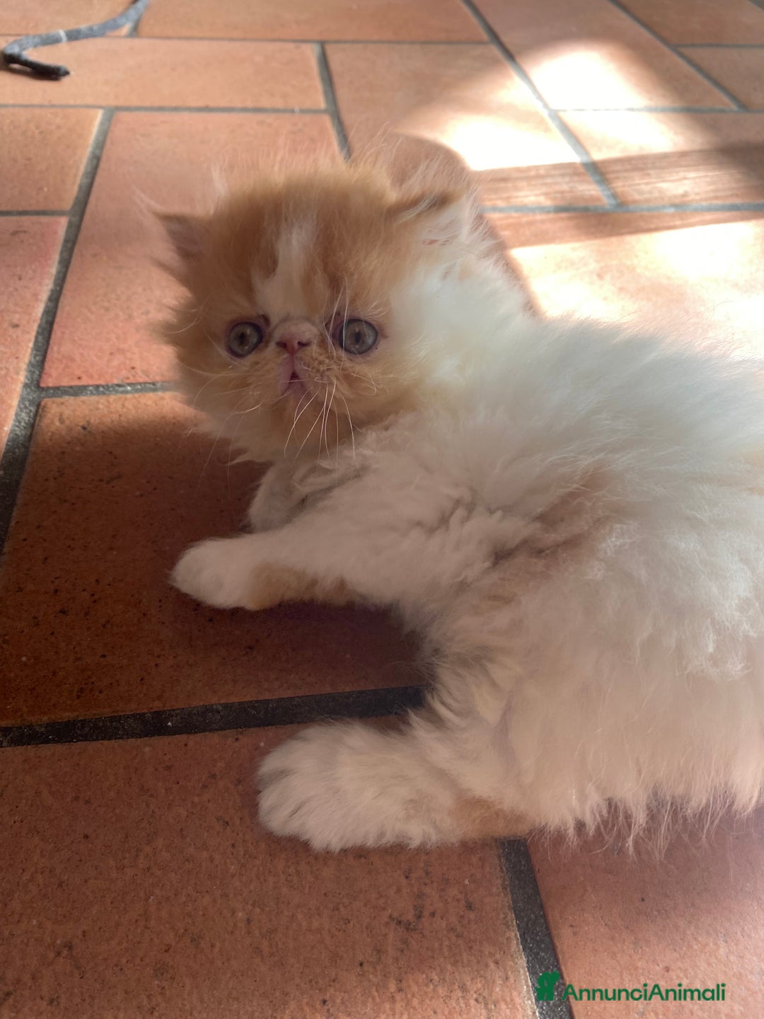 Persiano gatti in vendita: Gattini persiani ipertipi  - Annuncio 4