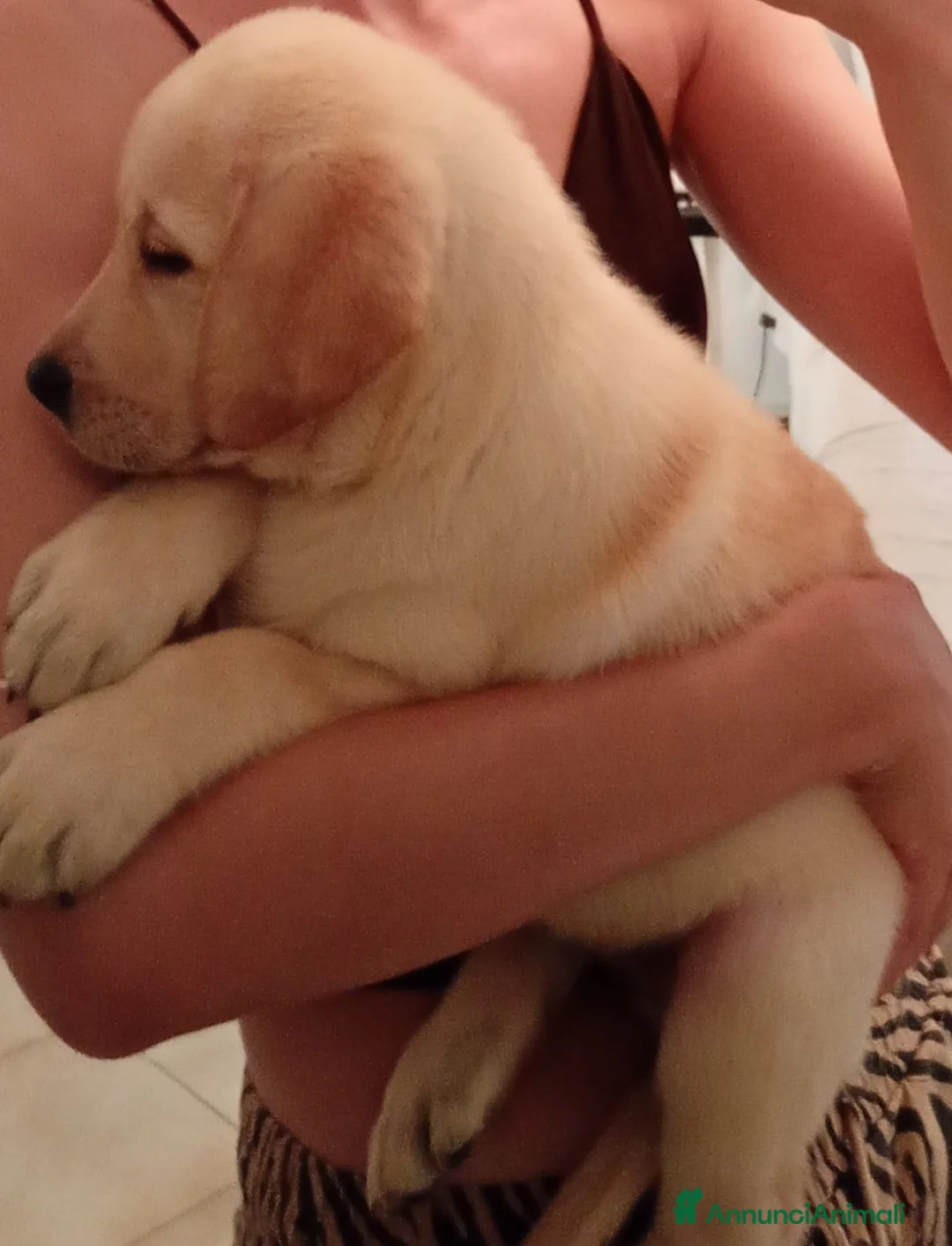 Labrador cani in vendita: Labrador Retriever Cuccioli - Annuncio 2