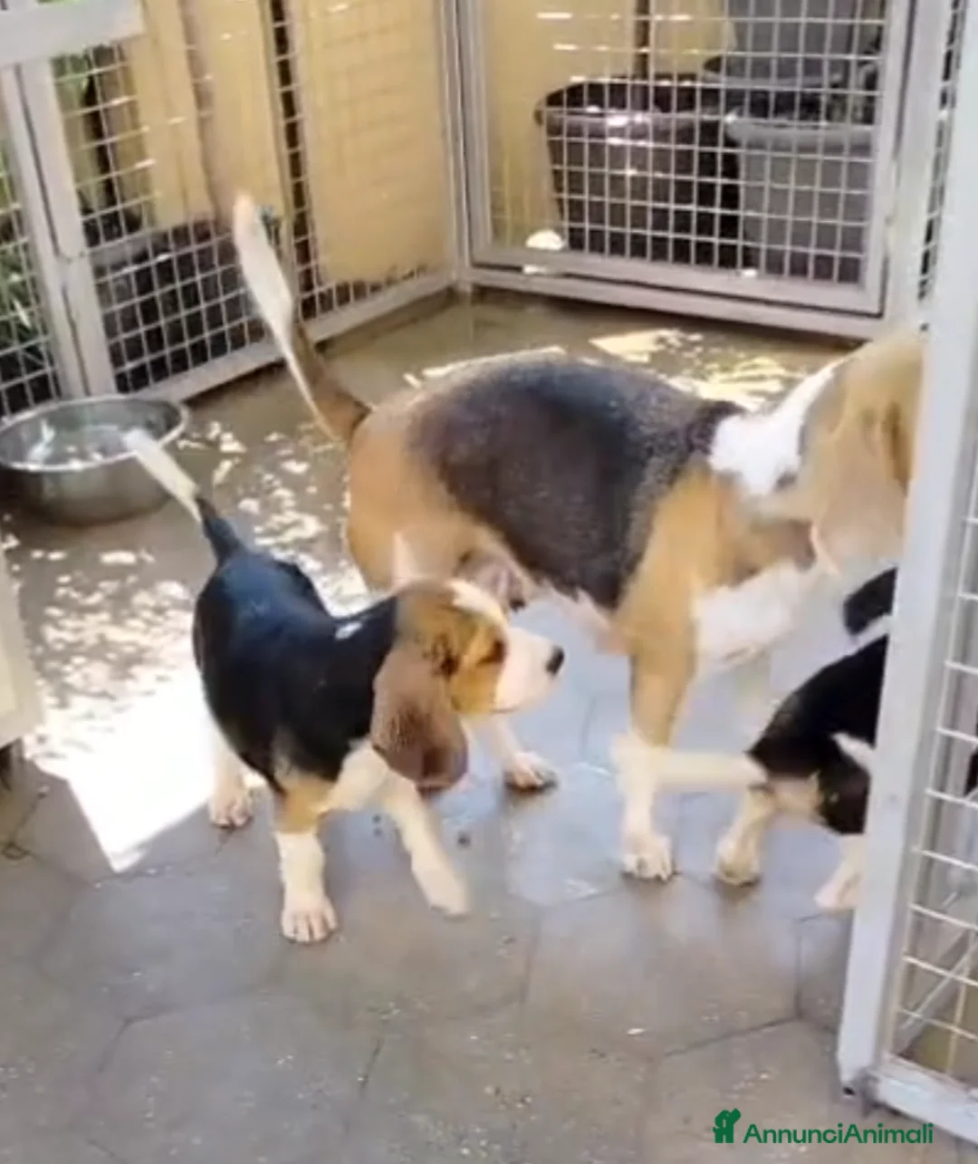 Beagle cani in regalo: Cuccioli di Beagle maschi in regalo a Città Metropolitana di Genova - Annuncio 2