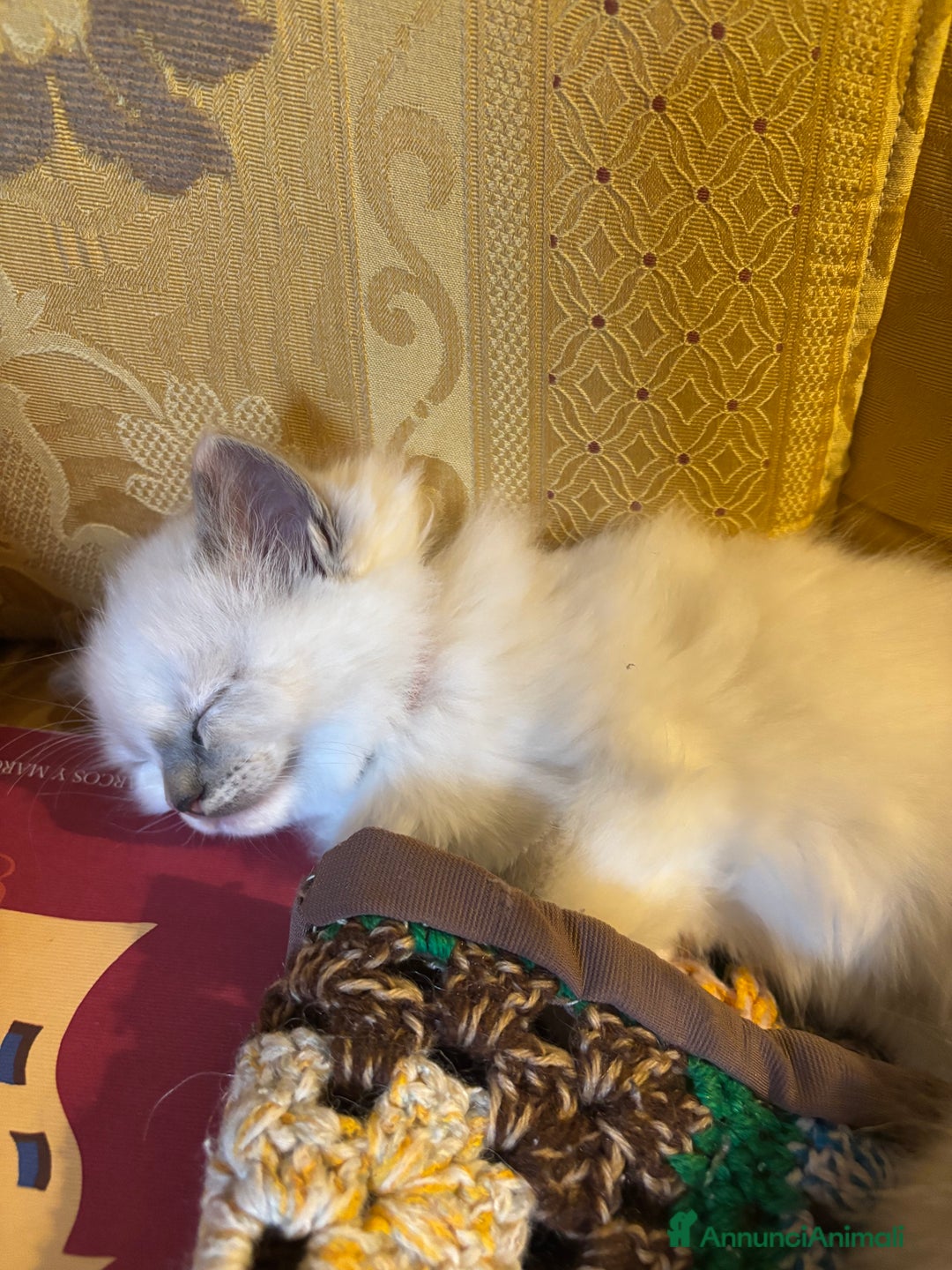 Ragdoll gatti in vendita: Splendidi gattini Ragdoll con pedigree  - Annuncio 9