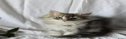 Siberiano gatti in vendita: Cuccioli di Siberiano pedigree Anfi  - Annuncio 3