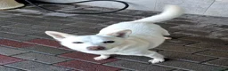 Meticcio cani in regalo: FOX ADOZIONE DEL CUORE - Annuncio 11