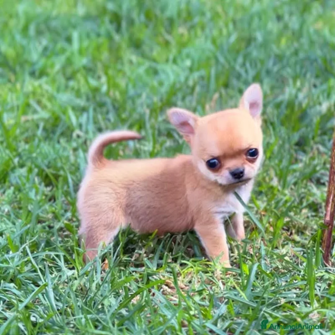 Chihuahua cani in vendita: Mini mini chihuahua pedigree enci - Annuncio 2